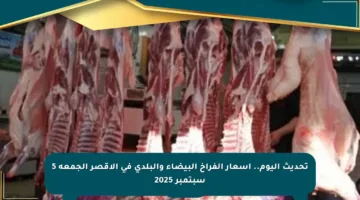 تحديث اليوم.. أسعار الفراخ البيضاء والبلدي في الأقصر الجمعة 5 سبتمبر 2025